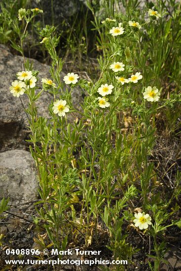 Potentilla recta