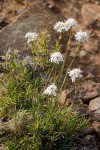 Arenaria congesta