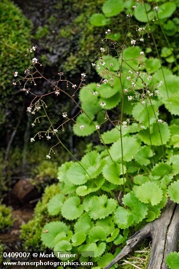 Saxifraga odontoloma