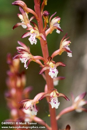 Corallorrhiza maculata