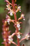 Corallorrhiza maculata