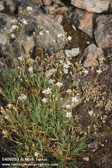 Arenaria aculeata