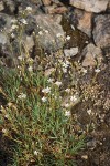 Arenaria aculeata