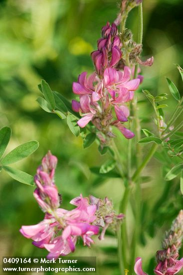 Onobrychis viciifolia