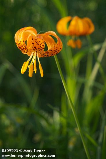 Lilium pardalinum ssp. wigginsii