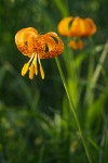 Lilium pardalinum ssp. wigginsii