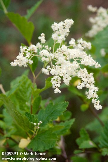 Holodiscus discolor
