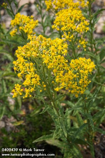 Senecio serra