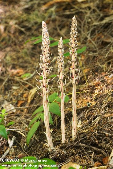 Allotropa virgata
