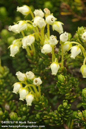 Phyllodoce glanduliflora