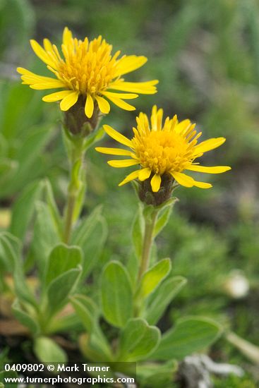 Tonestus lyallii