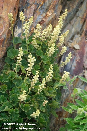 Elmera racemosa
