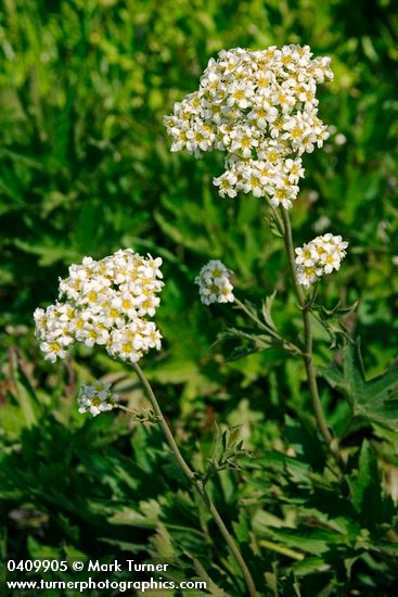 Boykinia major