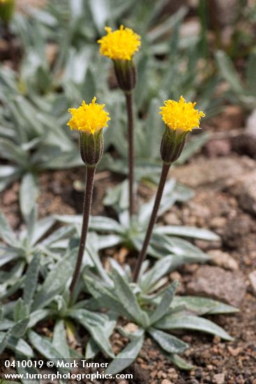 Raillardella argentea