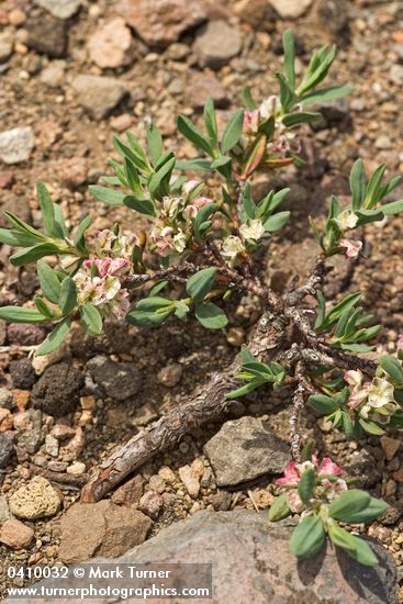 Polygonum shastense