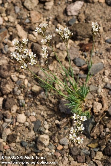 Arenaria pumicola