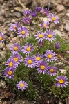 Erigeron elegantulus