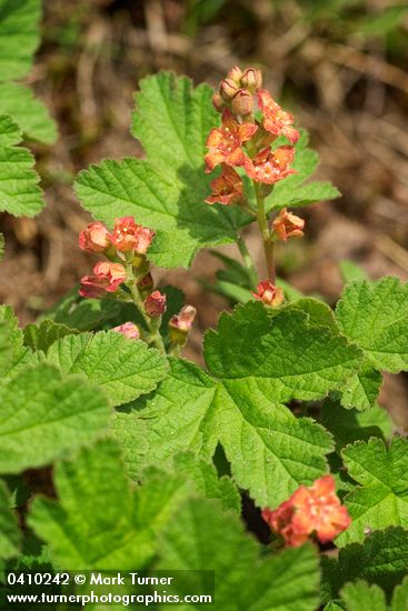 Ribes erythrocarpum