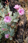 Epilobium rigidum