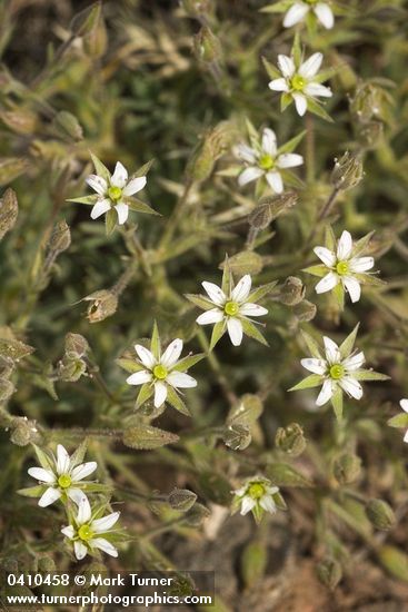 Minuartia nuttallii</em> ssp. <em>fragilis