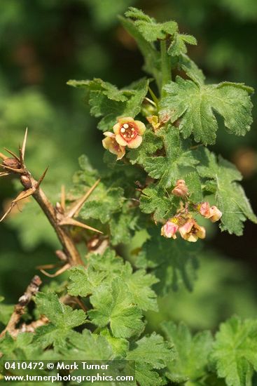 Ribes montigenum