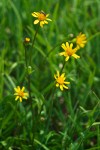 Packera cymbalarioides