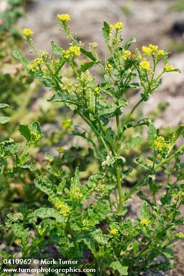 Rorippa sphaerocarpa