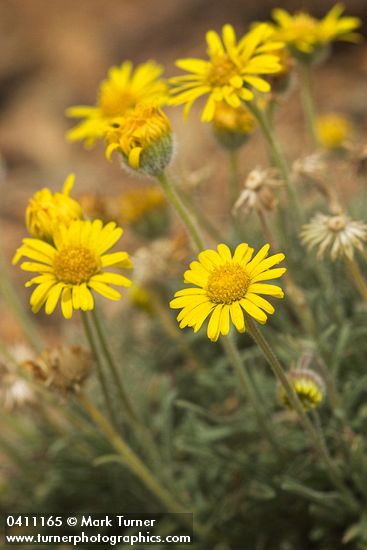 Erigeron chrysopsidis