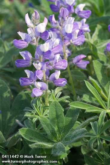 Lupinus arcticus ssp. subalpinus