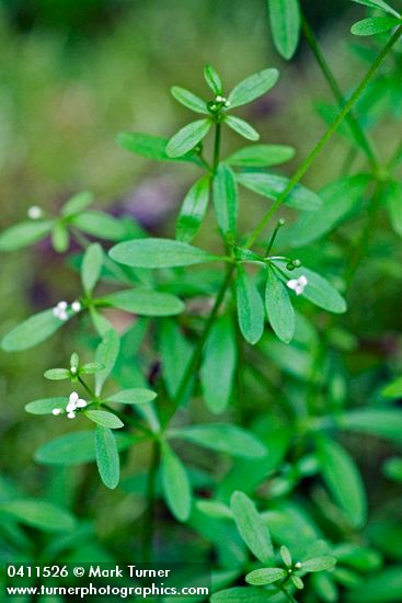 Galium trifidum