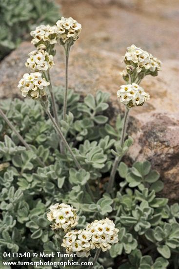 Smelowskia ovalis
