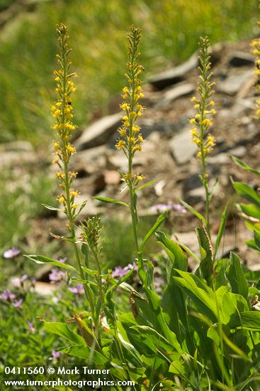 Rainiera stricta