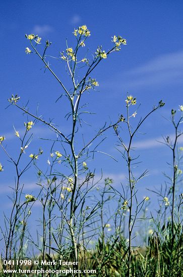 Sisymbrium altissimum