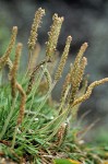 Buckhorn Plantain