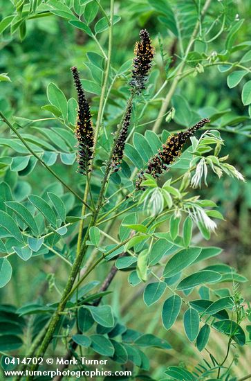 Amorpha fruticosa