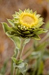Pyrrocoma carthamoides