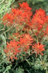 Castilleja chromosa