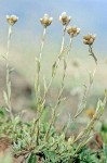 Antennaria umbrinella