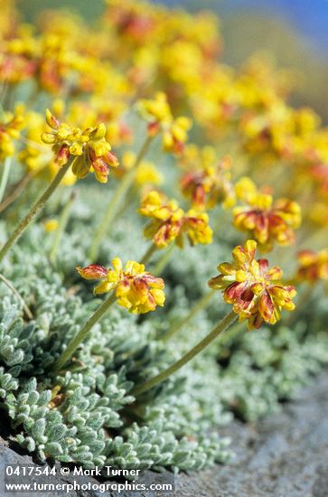 Eriogonum caespitosum