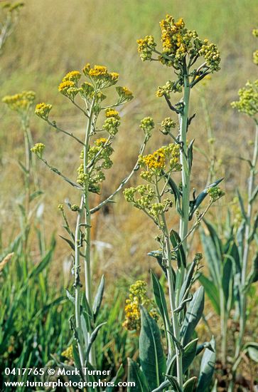 Senecio hydrophilus