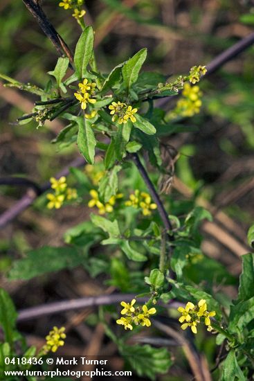 Sisymbrium officinale