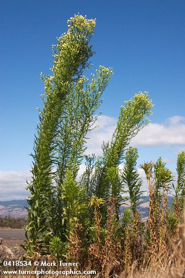 Conyza canadensis