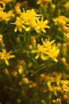 Gutierrezia sarothrae