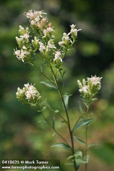 Aster oregonensis