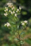 Aster oregonensis