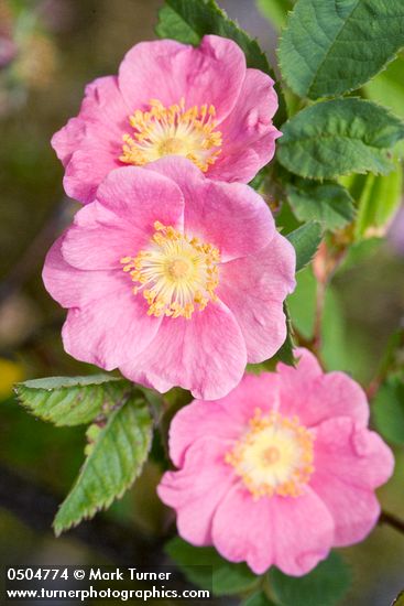 Rosa pisocarpa