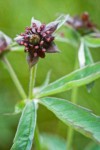 Comarum palustre