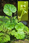 Mitella pentandra