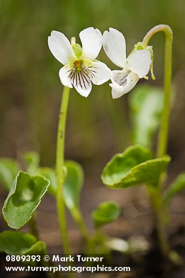 Viola macloskeyi