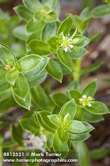 Honckenya peploides